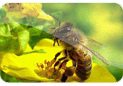 موسوعه عن عالم النحل والعسل